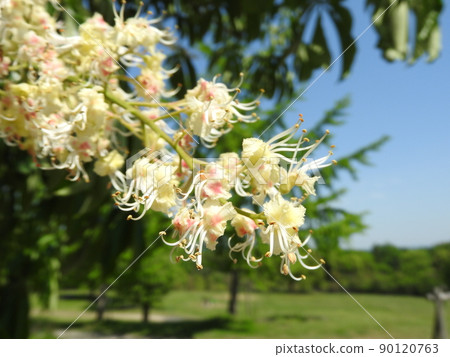 "Aesculus turbinata" with spike-shaped flowers in May 90120763