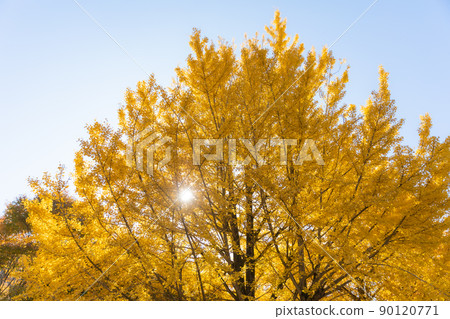 Autumn Gold in Mount Takao 90120771