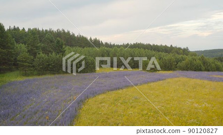 Blue cyanosis plant. The field planted with the plant is blue cyanosis. Cornflower flowers on a background of wheat ears. Agriculture. Blue cyanosis plant. The field planted with the plant is blue cyanosis. Cornflower flowers on a background of wheat ears. Agriculture. 90120827