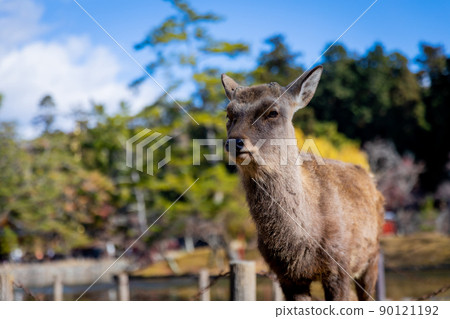 Nara 90121192