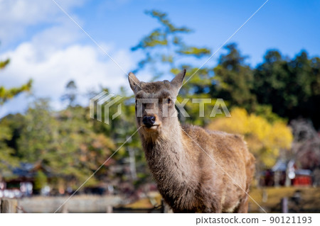 Nara 90121193