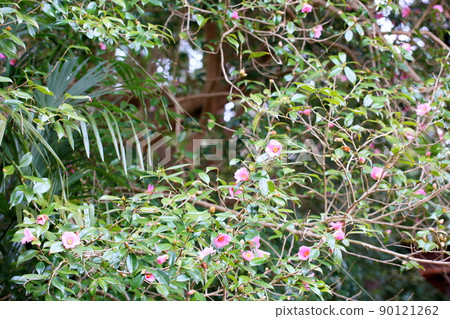 山茶花 山茶花 90121262