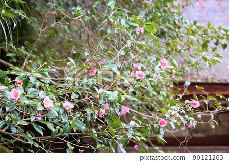 山茶花 山茶花 90121263