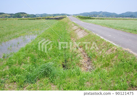 稻田灌渠邊坡上的雜草已經長出來了。 90121475