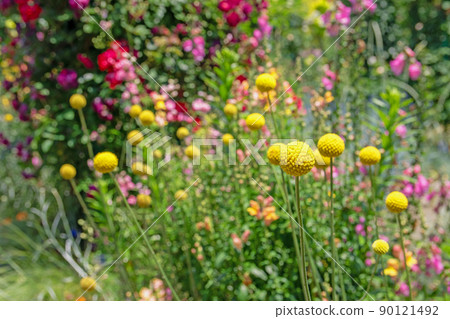 輕輕漂浮的海棠-濱名湖花園公園 90121492