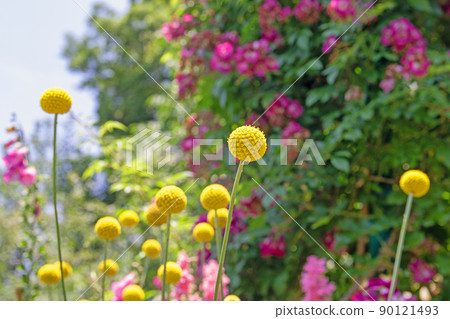 輕輕漂浮的海棠-濱名湖花園公園 輕輕漂浮的海棠-濱名湖花園公園 90121493