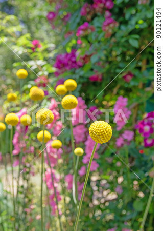 輕輕漂浮的海棠-濱名湖花園公園 輕輕漂浮的海棠-濱名湖花園公園 90121494