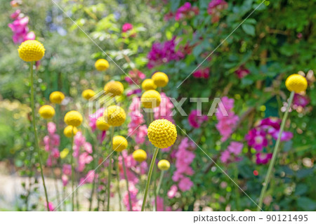輕輕漂浮的海棠-濱名湖花園公園 90121495