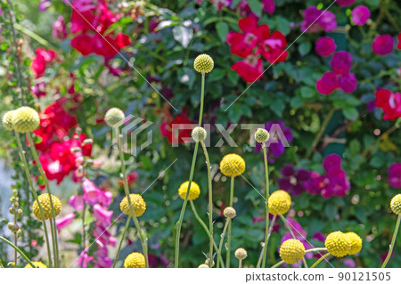 Craspedia that floats softly-Hamanako Garden Park Craspedia that floats softly-Hamanako Garden Park 90121505