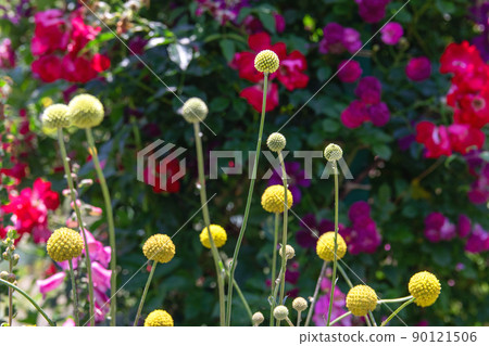 Craspedia that floats softly-Hamanako Garden Park 90121506