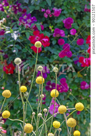 Craspedia that floats softly-Hamanako Garden Park Craspedia that floats softly-Hamanako Garden Park 90121507