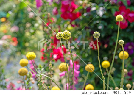 Craspedia that floats softly-Hamanako Garden Park Craspedia that floats softly-Hamanako Garden Park 90121509