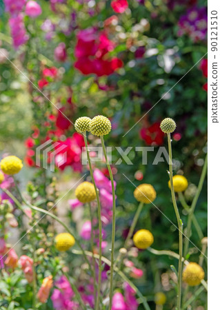 輕輕漂浮的海棠-濱名湖花園公園 輕輕漂浮的海棠-濱名湖花園公園 90121510