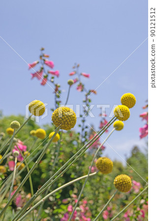 輕輕漂浮的海棠-濱名湖花園公園 輕輕漂浮的海棠-濱名湖花園公園 90121512