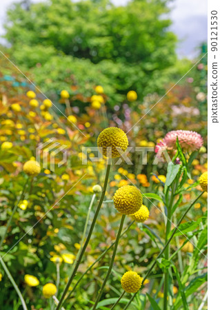 Craspedia that floats softly-Hamanako Garden Park 90121530