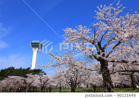 五棱郭公園的五棱郭塔和櫻花 90121649