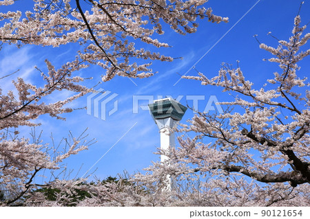 五棱郭公園的五棱郭塔和櫻花 90121654