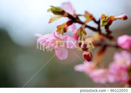 河津櫻花 90122055