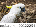 Parrot 90122254