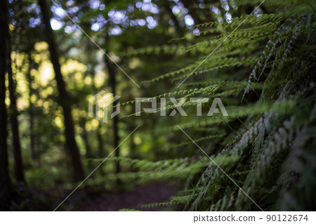 World Heritage Kumano Kodo "Woman Pass" Road and Ferns World Heritage Kumano Kodo "Woman Pass" Road and Ferns 90122674
