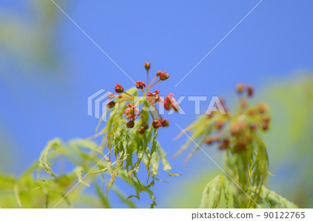 新鮮的綠色蕨楓 新鮮的綠色蕨楓 90122765