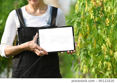Young smart farmer holding digital tablet while standing by hemp or cannabis field. Concept of Agriculture and herbal medicine 90122826