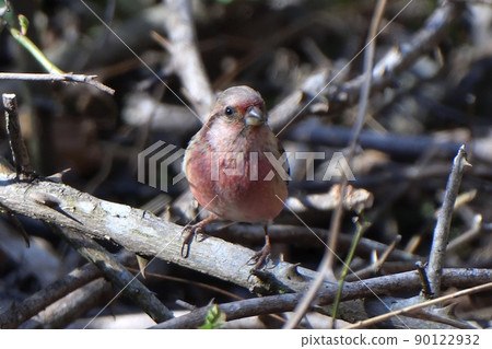 呆在死草里的西伯利亞長尾魚 呆在死草里的西伯利亞長尾魚 90122932