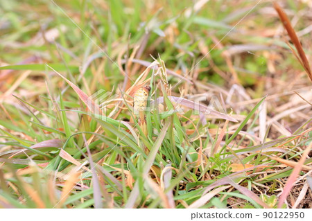 Horsetail Horsetail 90122950