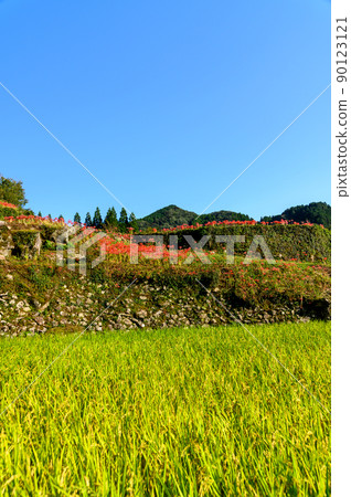 Bansho梯田“秋色與彼岸花風景的梯田”(觀光景點)日本,九州,熊本縣山鹿市 Bansho梯田“秋色與彼岸花風景的梯田”(觀光景點)日本,九州,熊本縣山鹿市 90123121