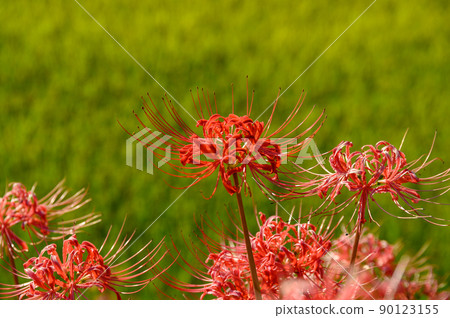 Bansho Rice Terraces "cluster amaryllis / rice landscape" (sightseeing spot) Japan / Kyushu / Yamaga City, Kumamoto Prefecture 90123155