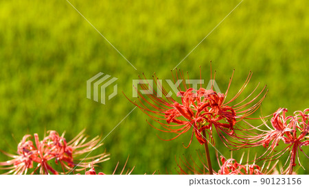 Bansho Rice Terraces "cluster amaryllis / rice landscape" (sightseeing spot) Japan / Kyushu / Yamaga City, Kumamoto Prefecture 90123156