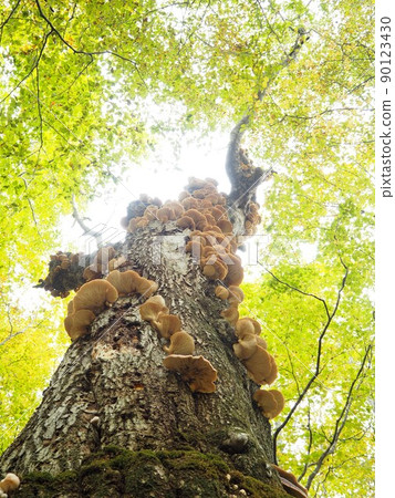 Tsukiyotake 90123430