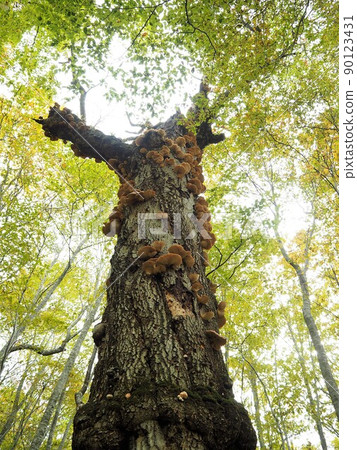 Tsukiyotake 90123431