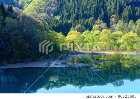 秋田縣秋田縣秋仙湖的早春，被淹沒的森林的絕景 90123693