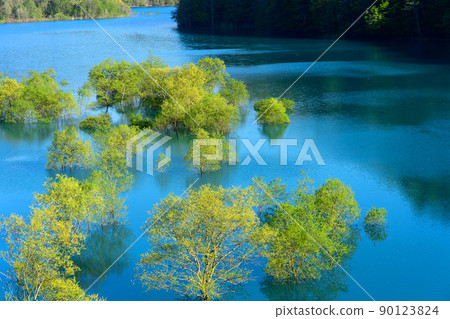 Superb view of early spring, submerged forest of Lake Shusen, Akita Prefecture 90123824