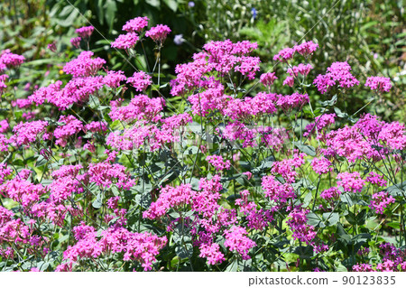 Musi Trinadesico (insect repellent) Musi Trinadesico (insect repellent) 90123835