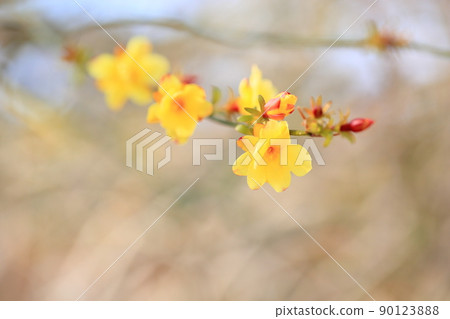 Flowers of Oubai 90123888