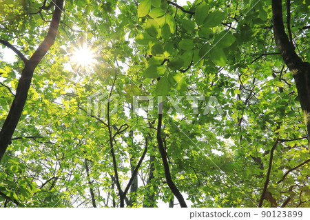 新鮮的綠色森林（陽光，新鮮的綠色生態形象） 90123899