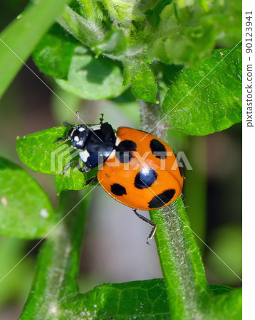 Jinx 的 Coccinella septempunctata 以可愛的形象帶來好運 Jinx 的 Coccinella septempunctata 以可愛的形象帶來好運 90123941