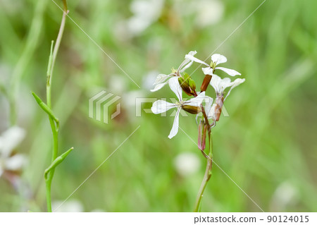 Kibanasu Shiro (Arugula) 90124015