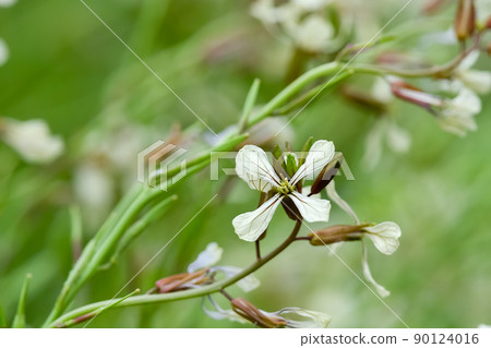 木花四郎(芝麻菜) 木花四郎(芝麻菜) 90124016