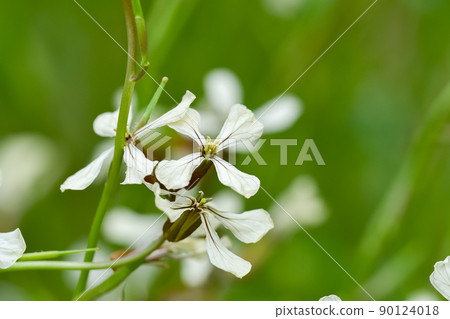 木花四郎(芝麻菜) 木花四郎(芝麻菜) 90124018