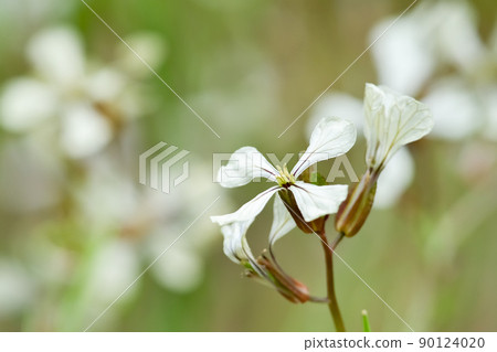 木花四郎（芝麻菜） 90124020
