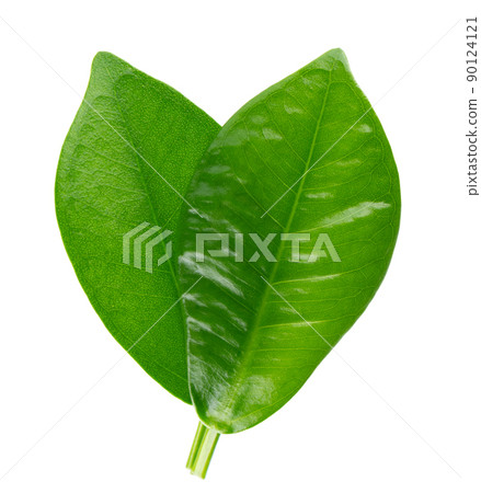 Green leaf isolated on white background. Top view. Green leaf isolated on white background. Top view. 90124121