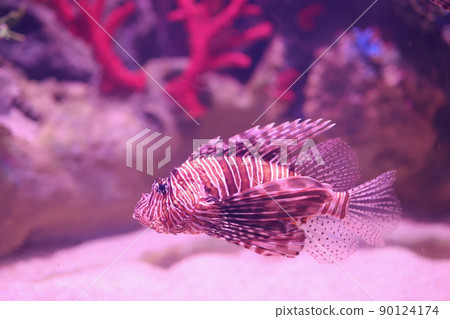 Tropical lionfish gently swimming in its coral closeup Tropical lionfish gently swimming in its coral closeup 90124174