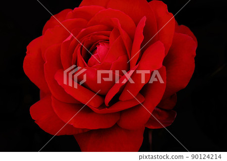 A crimson rose flower that seems to be drawn in unintentionally, like a mysterious, fascinating and flower queen A crimson rose flower that seems to be drawn in unintentionally, like a mysterious, fascinating and flower queen 90124214