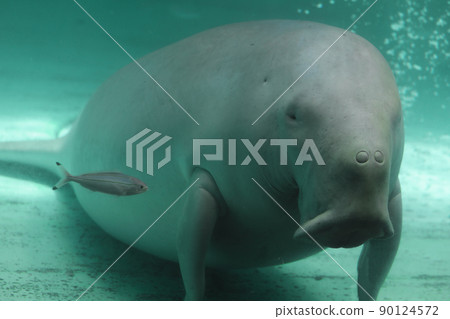[May, Toba City, Mie Prefecture] Dugong (Serena) in the "Mermaid Sea" corner, a popular person at Toba Aquarium 90124572