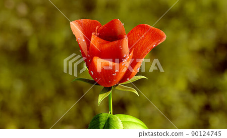 Rose Flower Growth close up 3d rendering Rose Flower Growth close up 3d rendering 90124745
