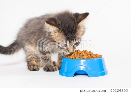 One gray kitten eats delicious food for cats on a white background. Goods for pets 90124893