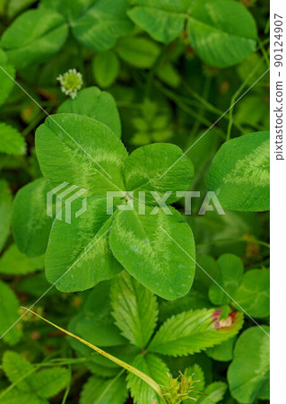 Four-leaf clover carrying good luck 90124907